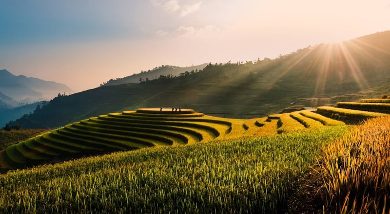 Asian Rice Fields